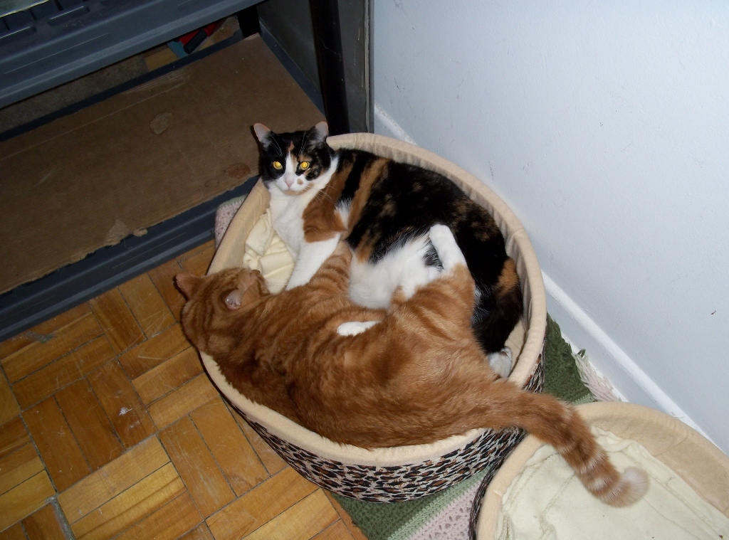 Patches And Kelly