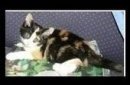 Patches The Cat
