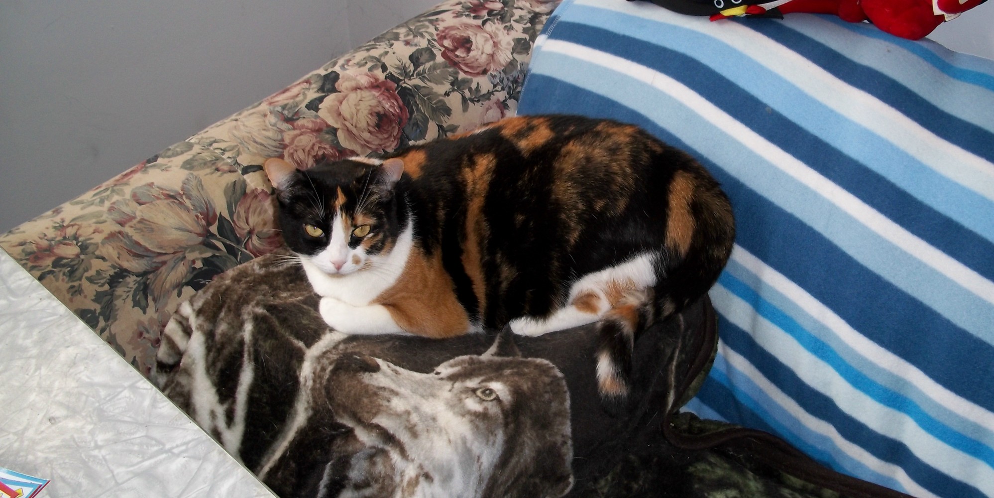 Patches The Cat Looking Very Cute