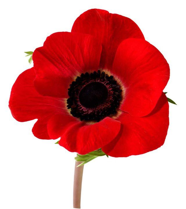 Red Poppy